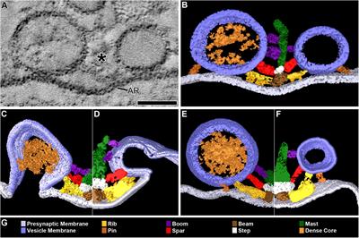 Active Zone Material-Directed Orientation, Docking, and Fusion of Dense Core Vesicles Alongside Synaptic Vesicles at Neuromuscular Junctions